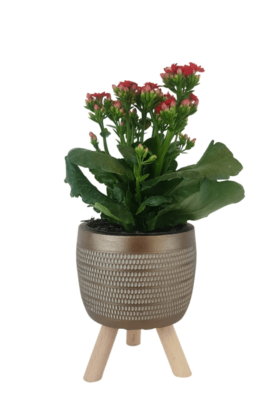 Gold Damla Saksıda Kırmızı Kalanchoe | Kalanchoe