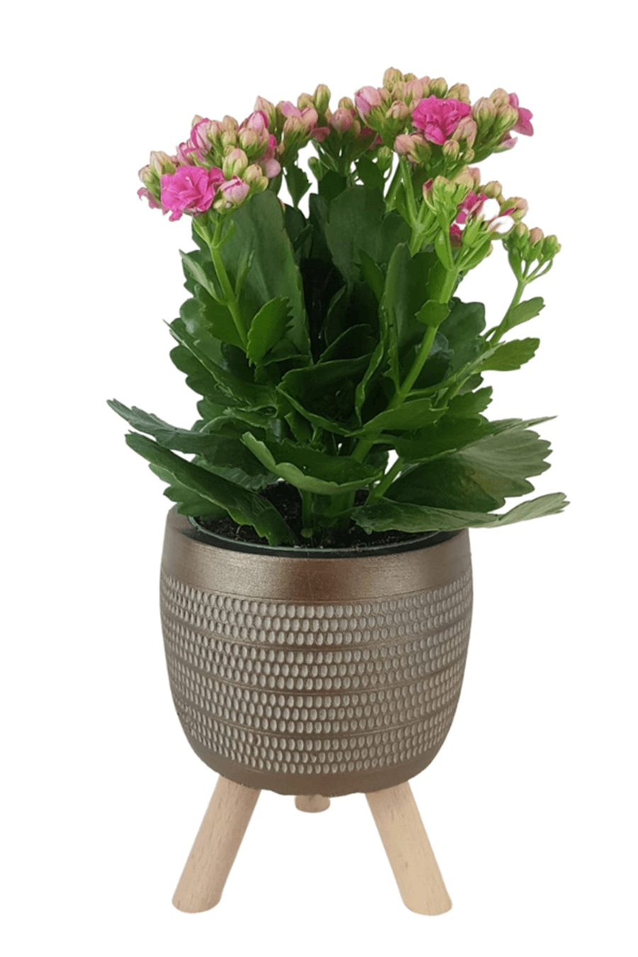 Gold Damla Saksıda Pembe Kalanchoe | Kalanchoe