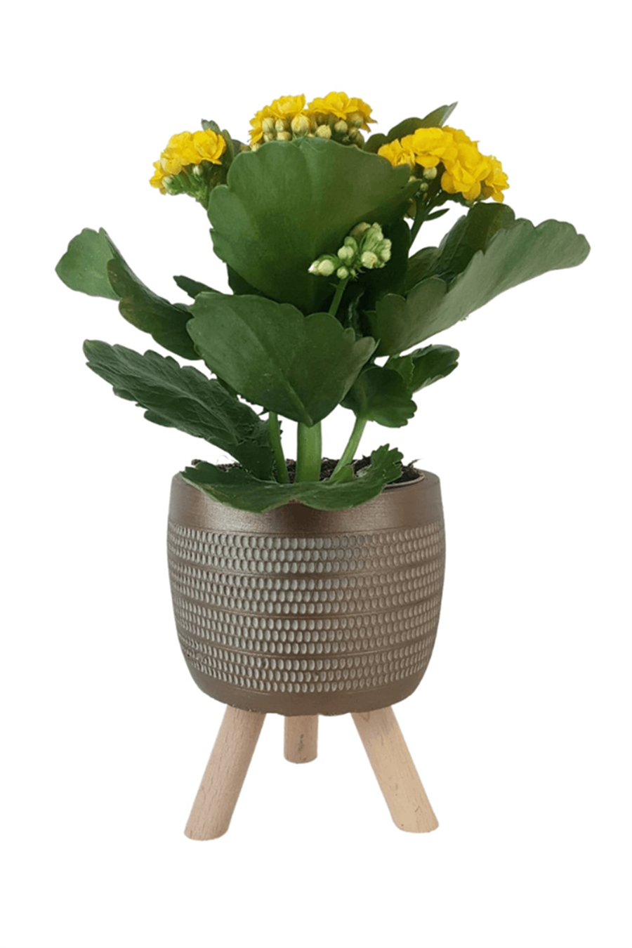 Gold Damla Saksıda Sarı Kalanchoe | Kalanchoe