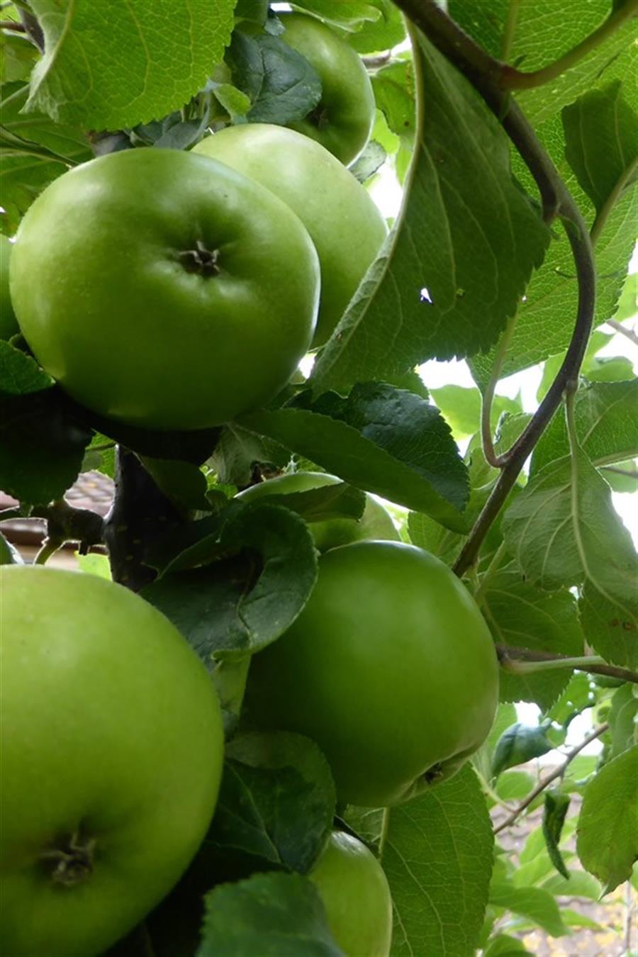 Granny Smith Elma Fidanı