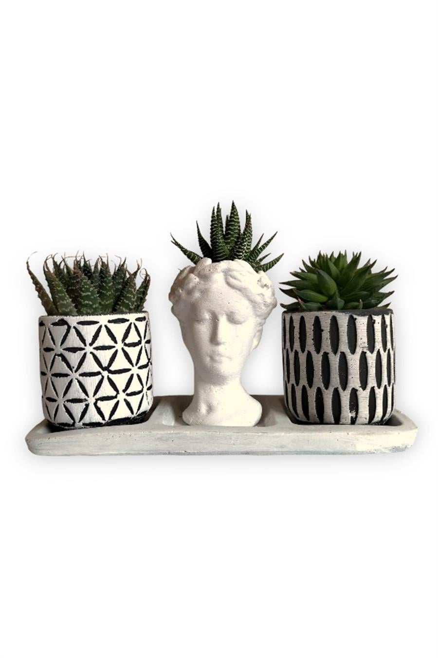 Haworthia 3'lü Sukulent Seti | Helen Beyaz & Desenli Seri | 3'lü Sukulent Setleri