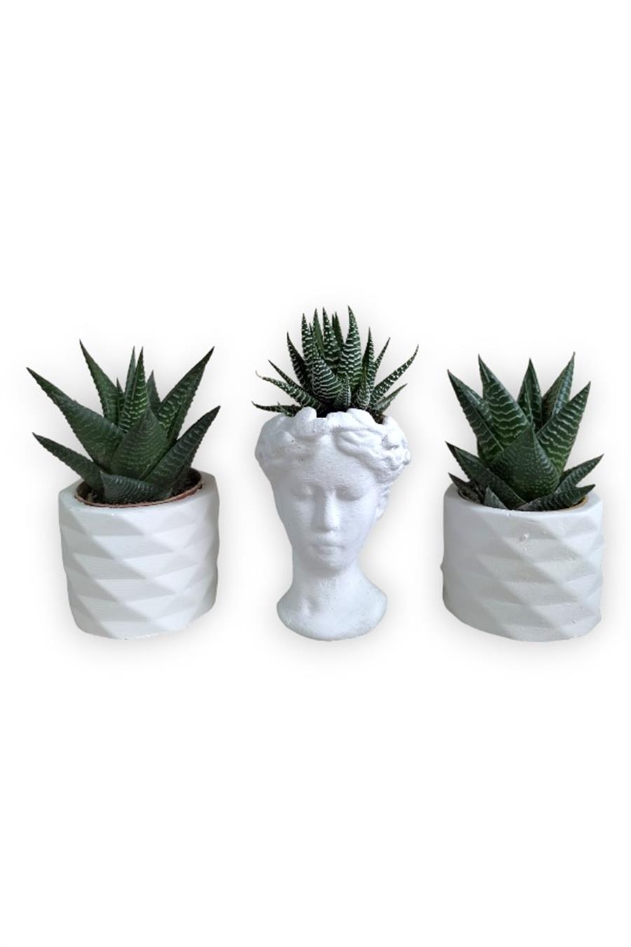 Haworthia 3'lü Sukulent Seti | Helen Beyaz Seri | 3'lü Sukulent Setleri