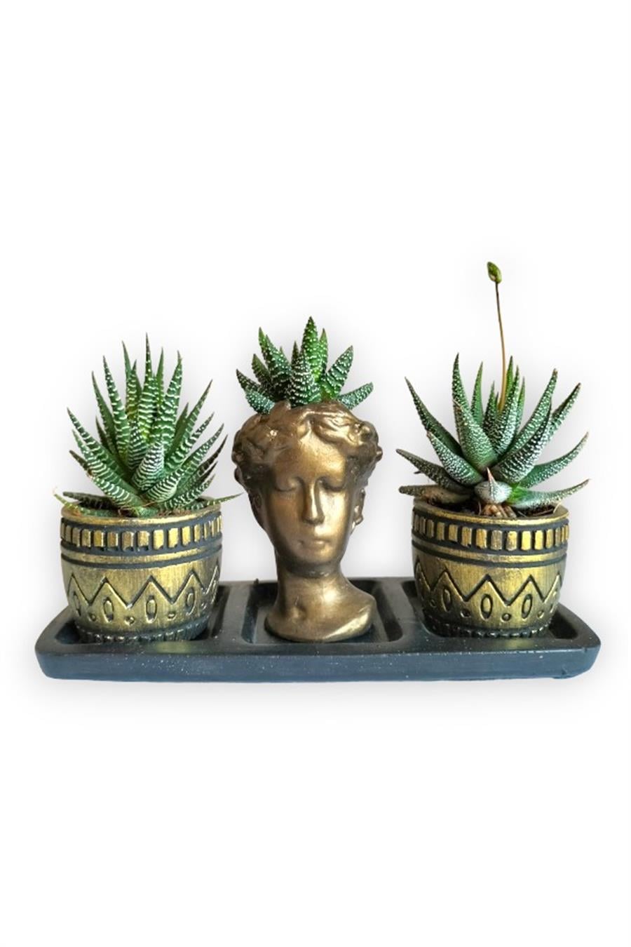 Haworthia 3'lü Sukulent Seti | Helen Gold Serisi | 3'lü Sukulent Setleri