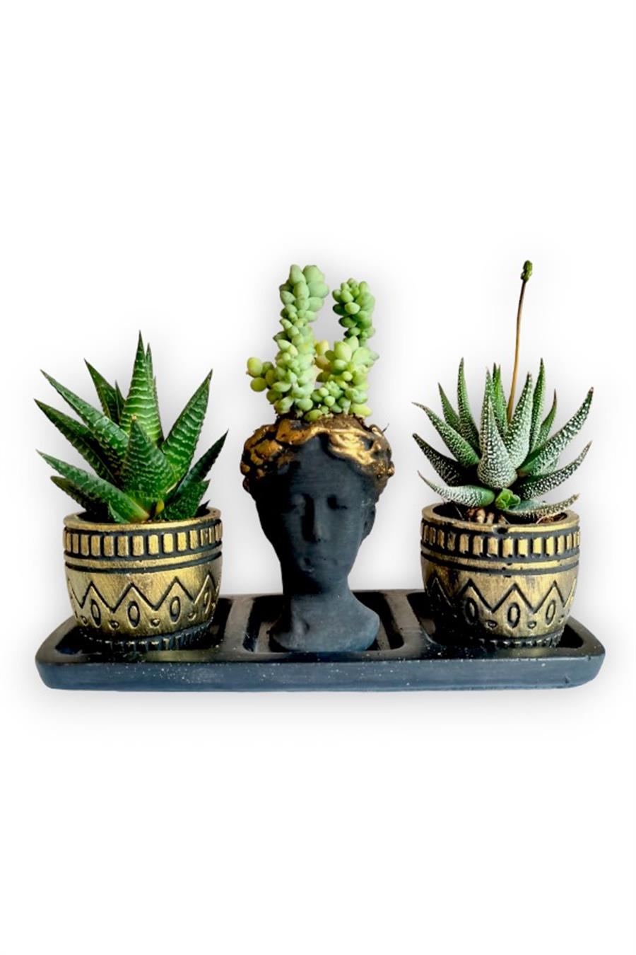 Haworthia 3'lü Sukulent Seti | Helen Siyah & Gold Seri | 3'lü Sukulent Setleri