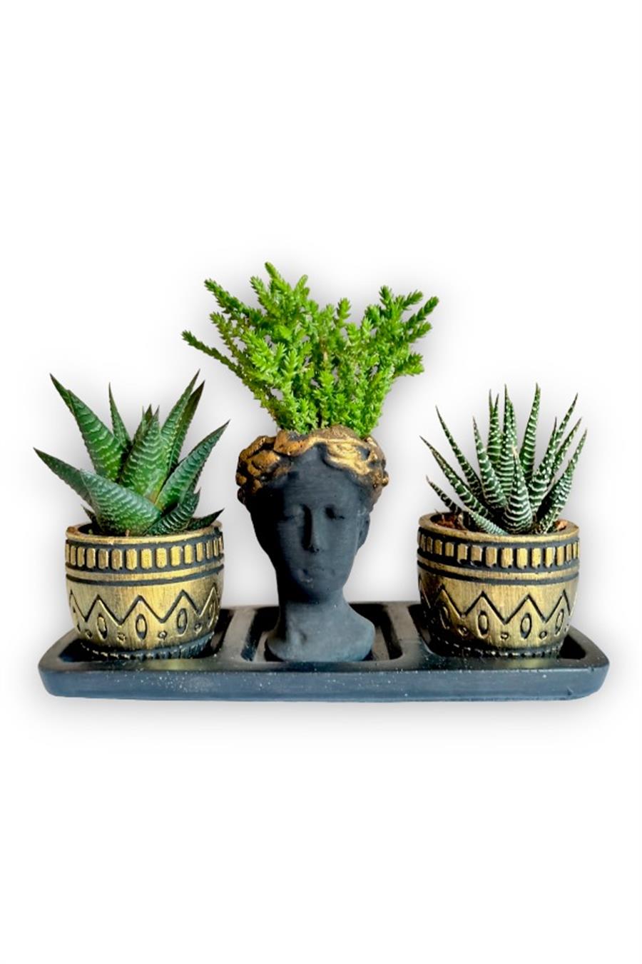 Haworthia 3'lü Sukulent Seti | Helen Siyah & Gold Seri | 3'lü Sukulent Setleri
