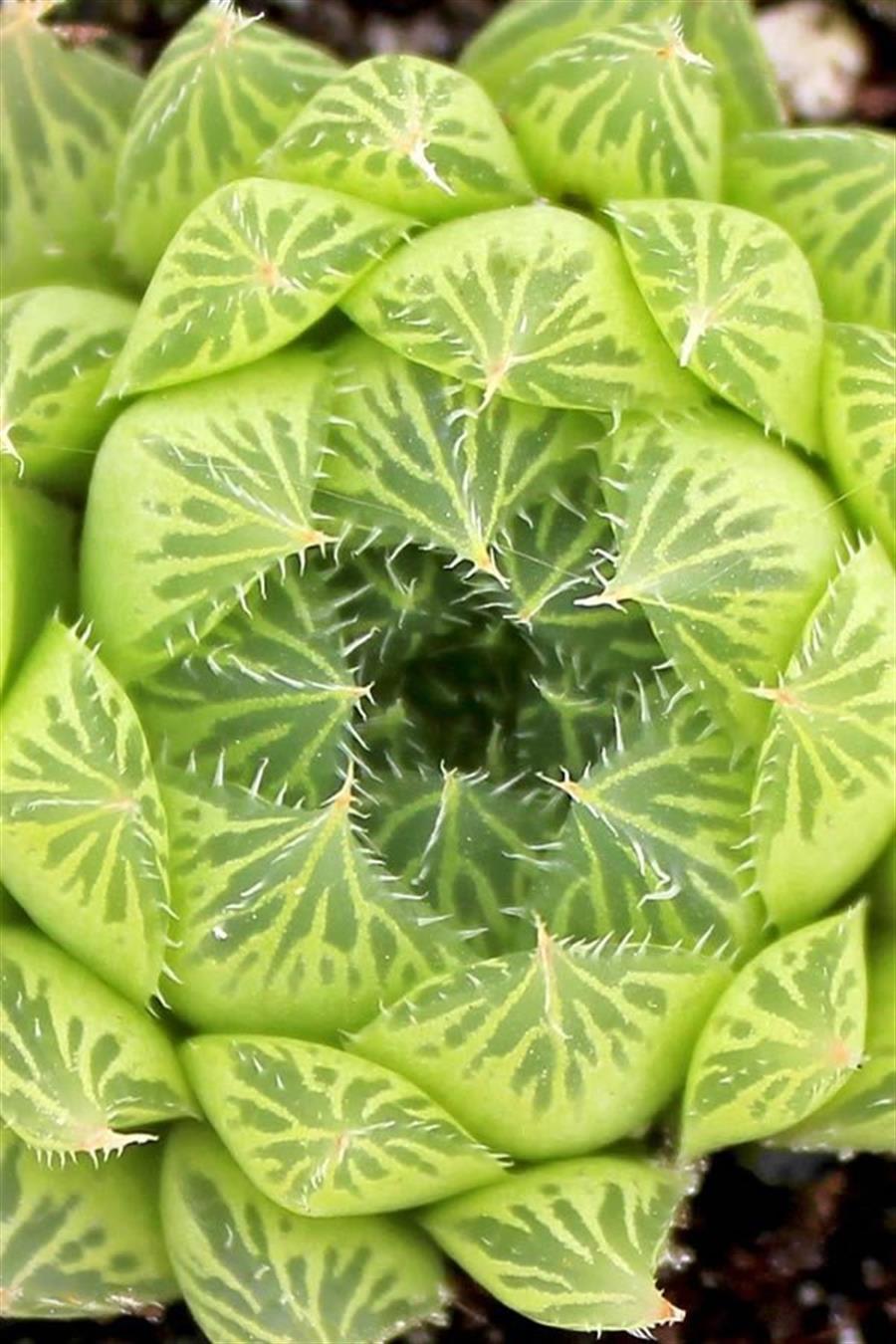 Haworthia Cymbiformis