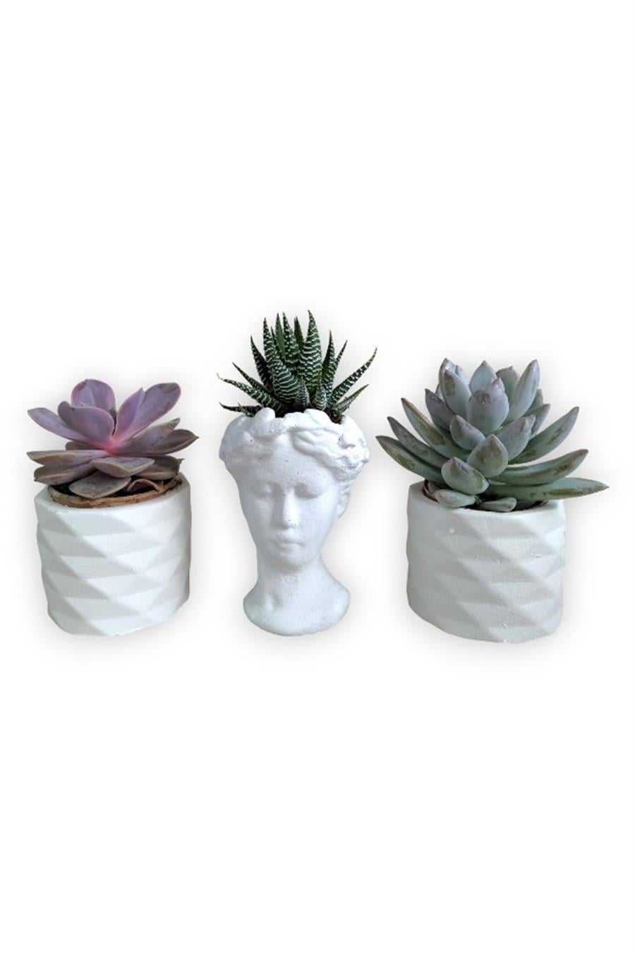 Haworthia & Echeveria 3'lü Sukulent Seti | Helen Beyaz Seri | 3'lü Sukulent Setleri