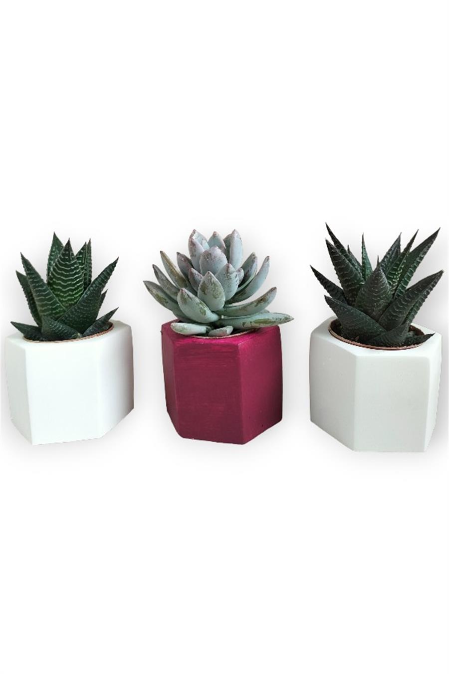 Haworthia & Echeveria 3'lü Sukulent Seti | Kırmızı & Beyaz Seri | 3'lü Sukulent Setleri