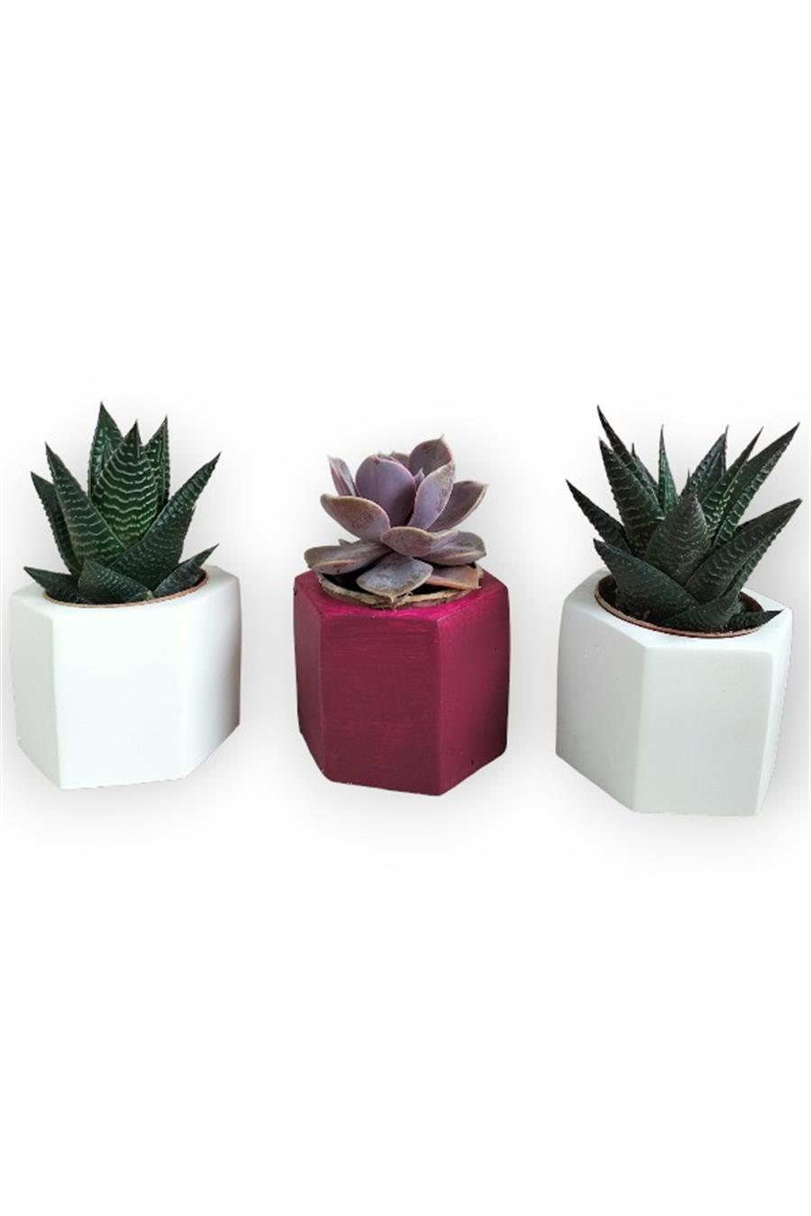Haworthia & Echeveria 3'lü Sukulent Seti | Kırmızı & Beyaz Seri  | 3'lü Sukulent Setleri