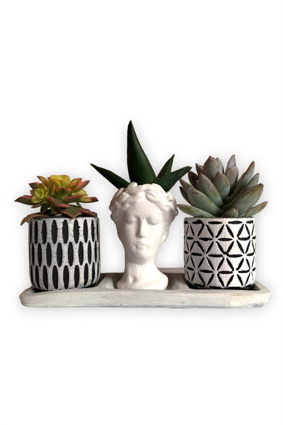 Haworthia & Echeveria & Haworthia Kiwi3'lü Sukulent Seti | Helen Beyaz & Desenli Seri | 3'lü Sukulent Setleri