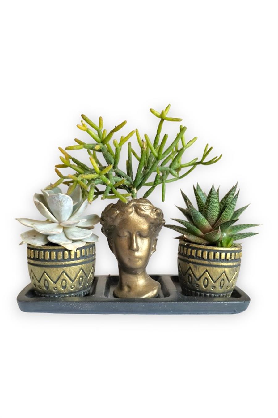 Haworthia & Echeveria & Rhipsalis 3'lü Sukulent Seti | Helen Gold Serisi | 3'lü Sukulent Setleri