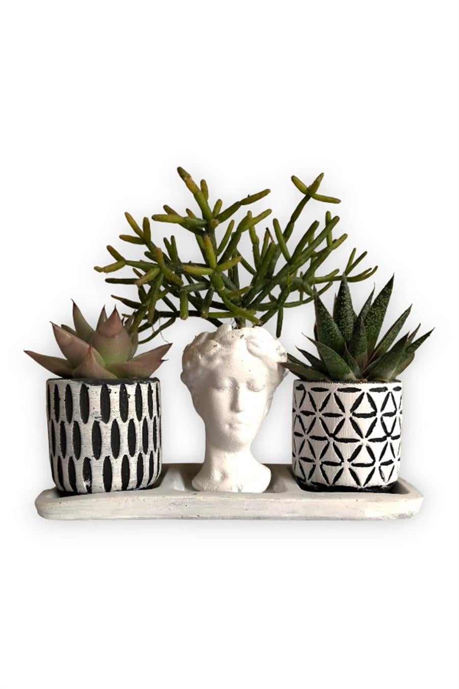 Haworthia & Echeveria & Rhipsalis3'lü Sukulent Seti | Helen Beyaz & Desenli Seri | 3'lü Sukulent Setleri