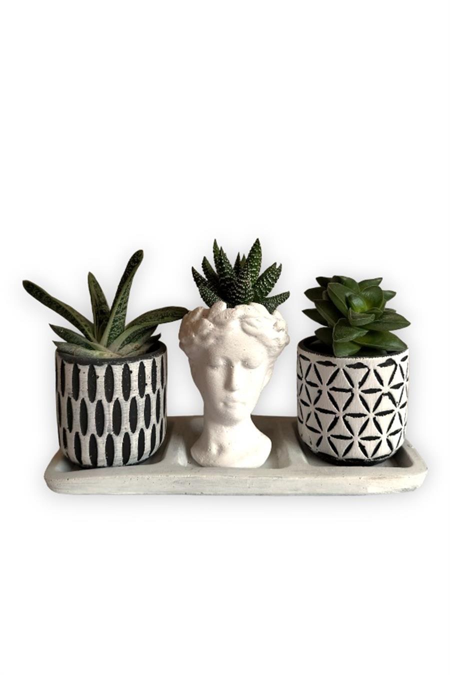 Haworthia & Echeveria & Sedum 3'lü Sukulent Seti | Helen Beyaz & Desenli Seri | 3'lü Sukulent Setleri