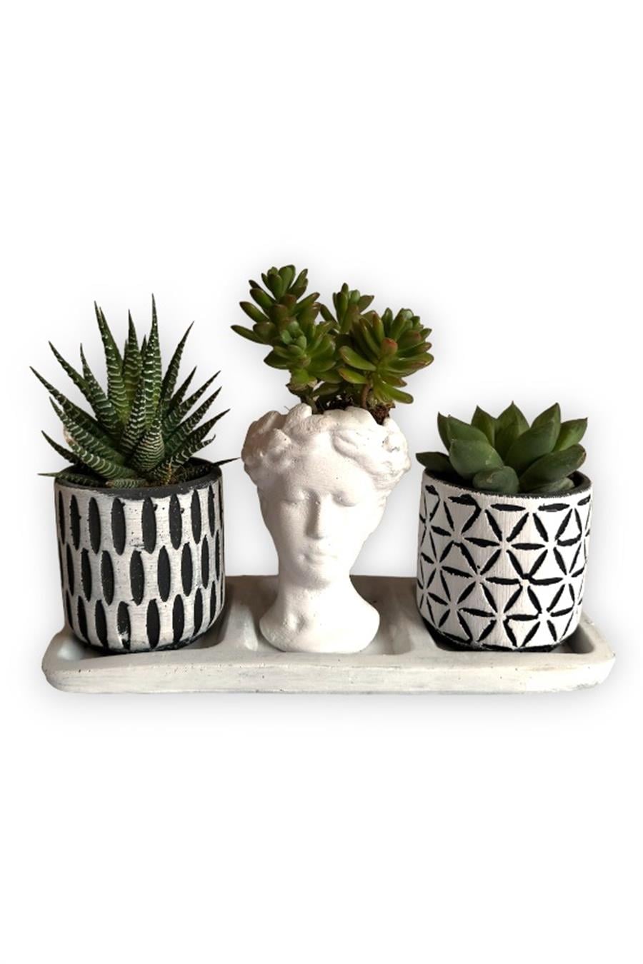 Haworthia & Echeveria & Sedum 3'lü Sukulent Seti | Helen Beyaz & Desenli Seri | 3'lü Sukulent Setleri