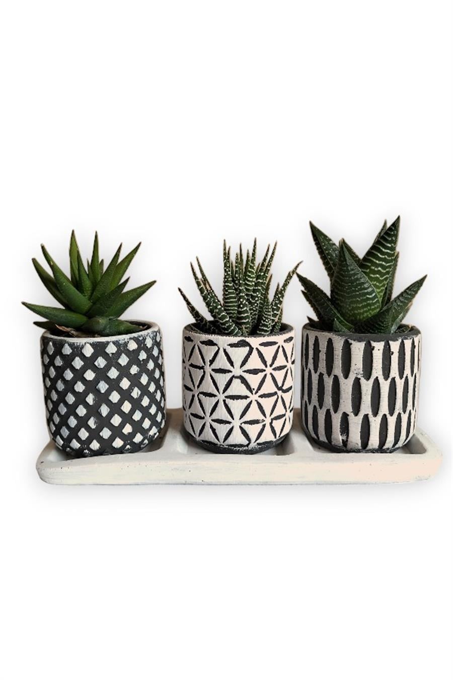 Haworthia & Echeveria & Sedum 3'lü Sukulent Seti | Desenli Seri | 3'lü Sukulent Setleri