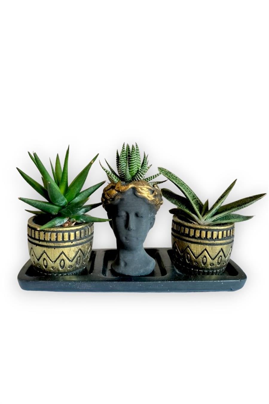 Haworthia & Gasteria 3'lü Sukulent Seti | Helen Siyah & Gold Seri | 3'lü Sukulent Setleri