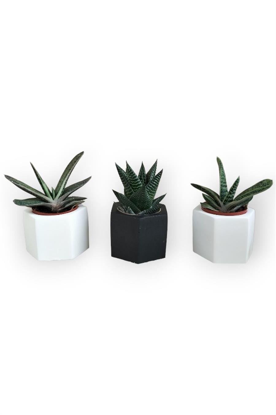 Haworthia & Gasteria 3'lü Sukulent Seti | Siyah & Beyaz Seri | 3'lü Sukulent Setleri