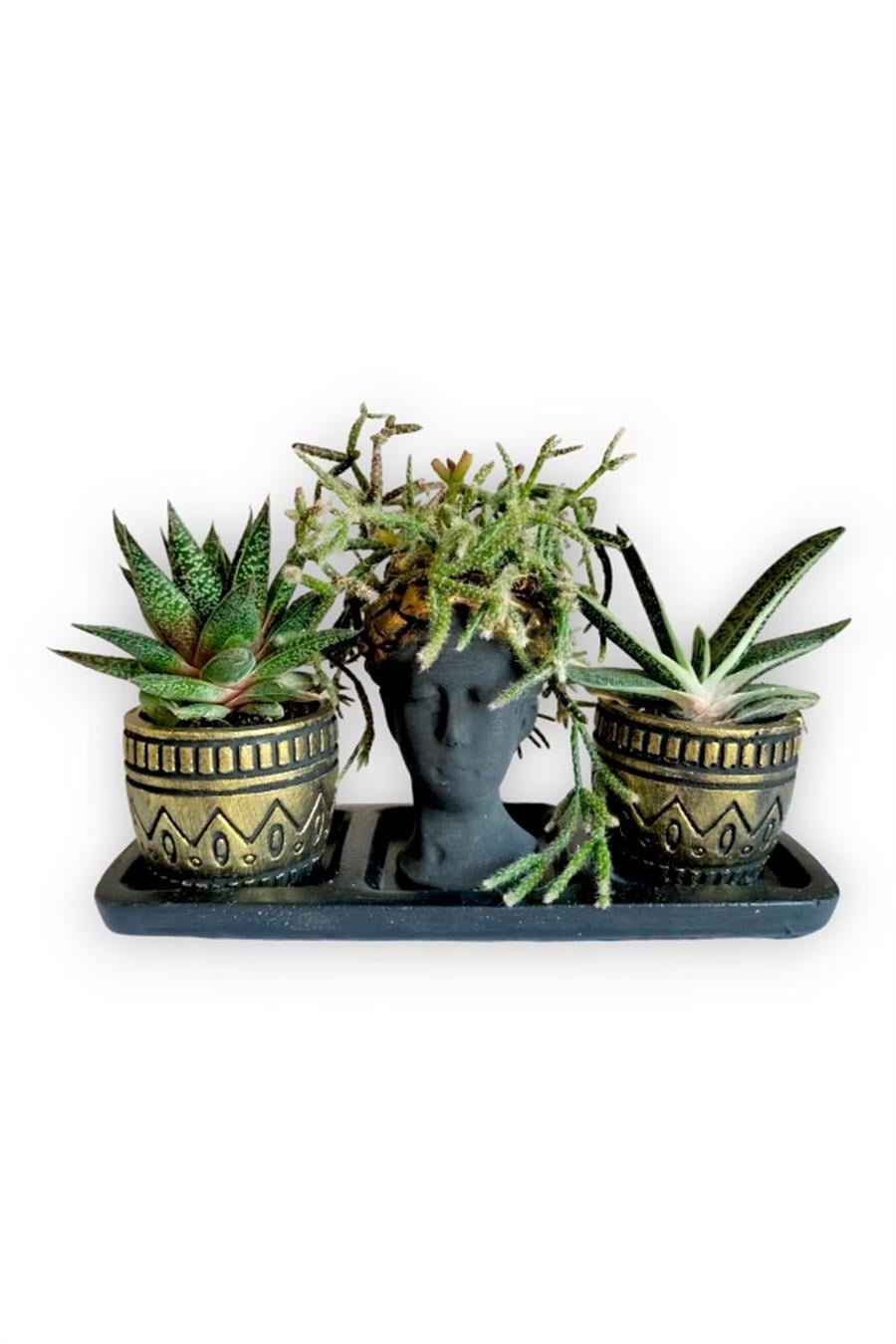 Haworthia & Gasteria & Rhipsalis 3'lü Sukulent Seti | Helen Siyah & Gold Seri | 3'lü Sukulent Setleri