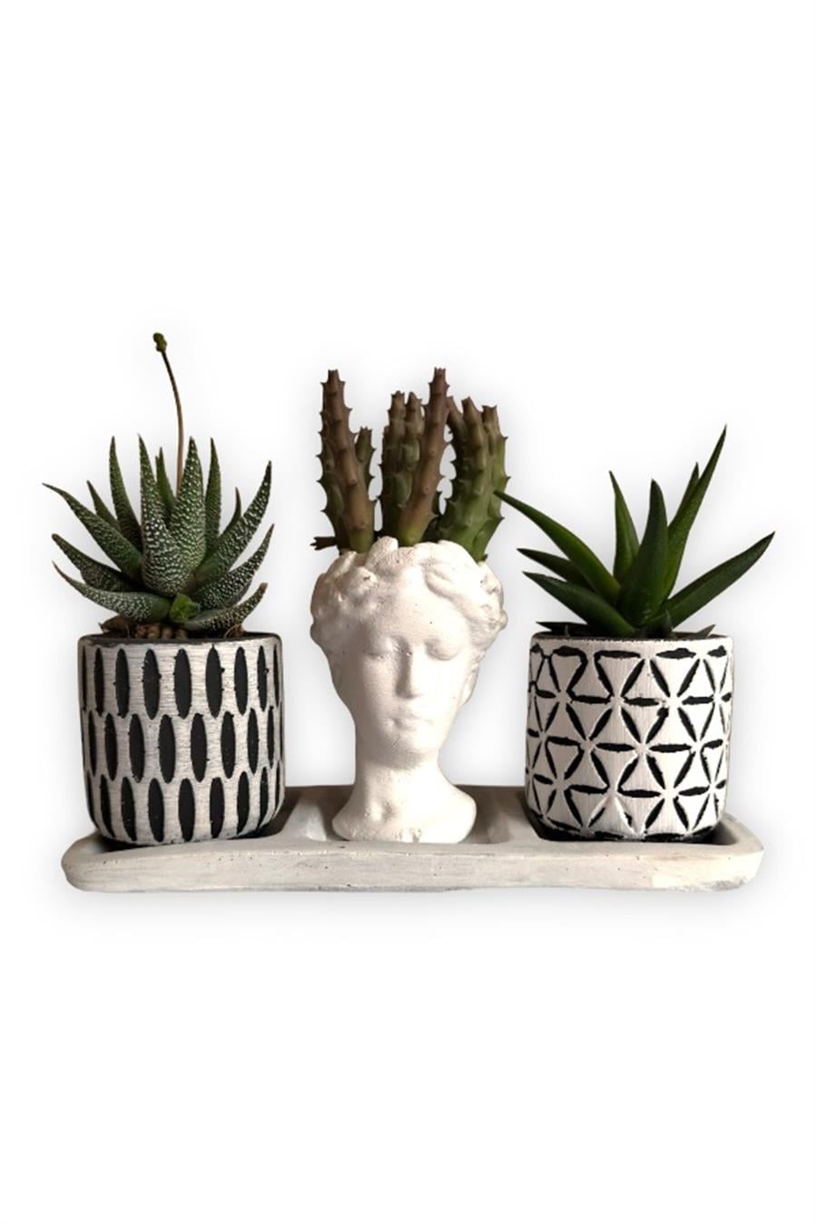 Haworthia & Huernia 3'lü Sukulent Seti | Helen Beyaz & Desenli Seri | 3'lü Sukulent Setleri