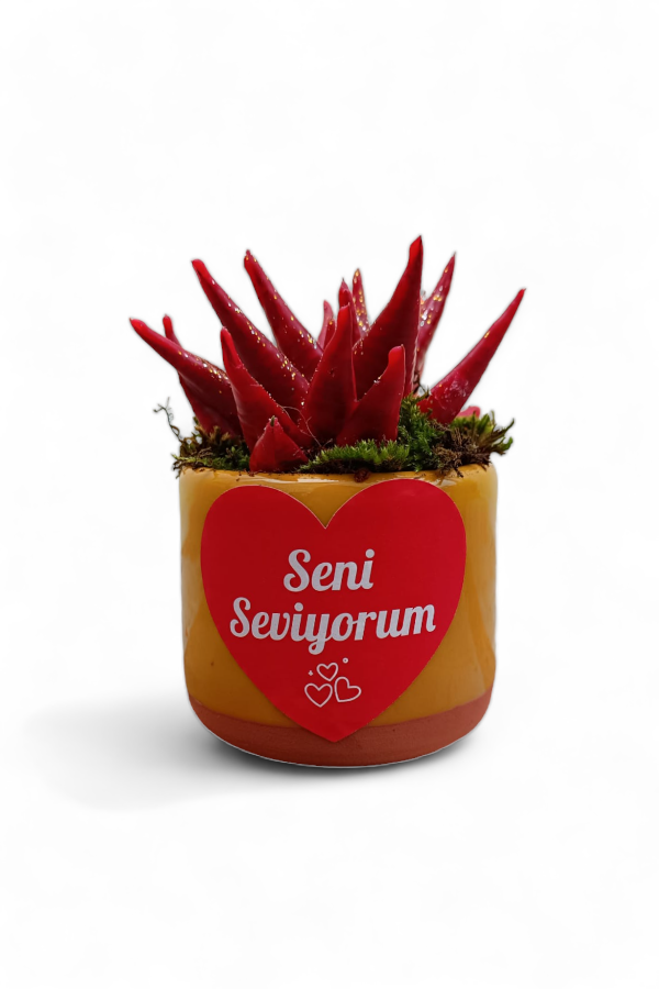 Haworthia Limifolia | Dekoratif Sarı Saksıda | HAWORTHIA