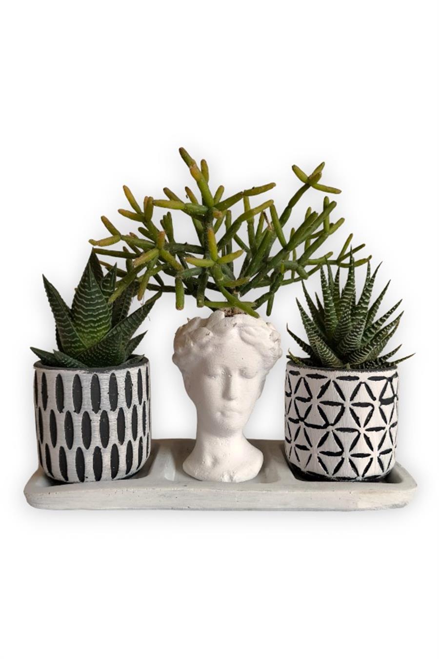 Haworthia & Rhipsalis 3'lü Sukulent Seti | Helen Beyaz & Desenli Seri | 3'lü Sukulent Setleri