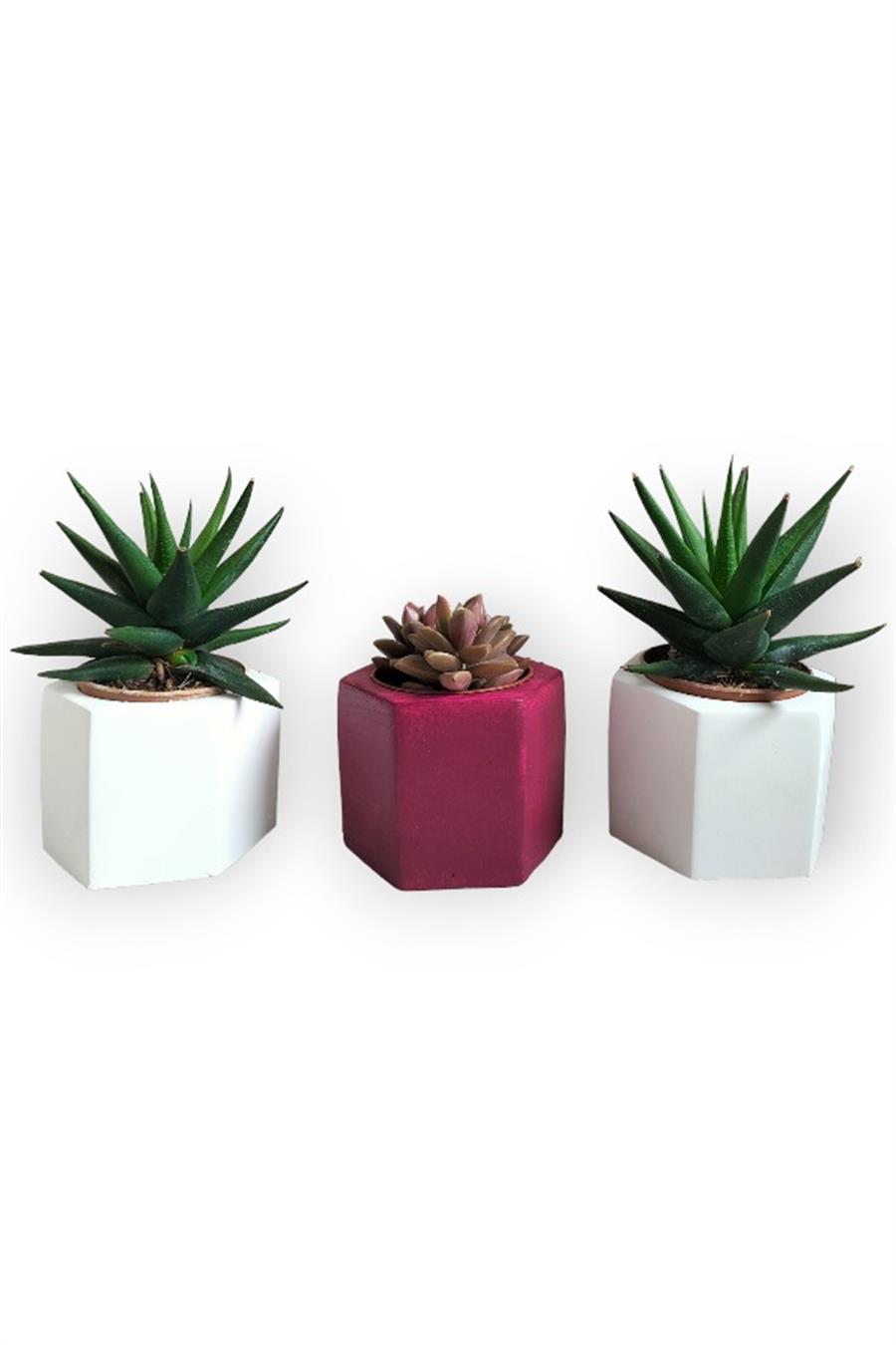 Haworthia Rigida & Grapto Sedum 3'lü Sukulent Seti | Kırmızı & Beyaz Seri | 3'lü Sukulent Setleri