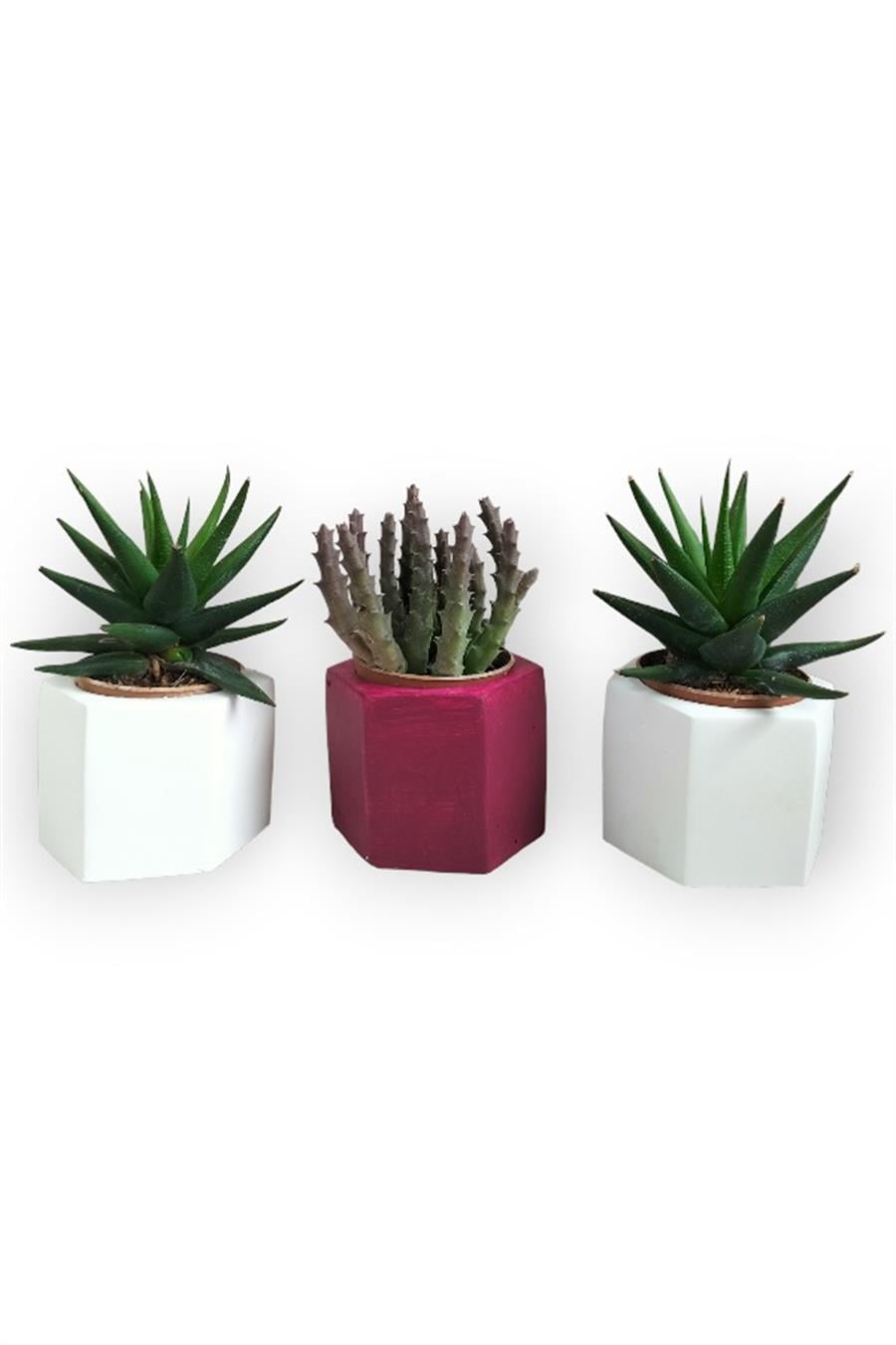 Haworthia Rigida & Huernia 3'lü Sukulent Seti | Kırmızı & Beyaz Seri | 3'lü Sukulent Setleri