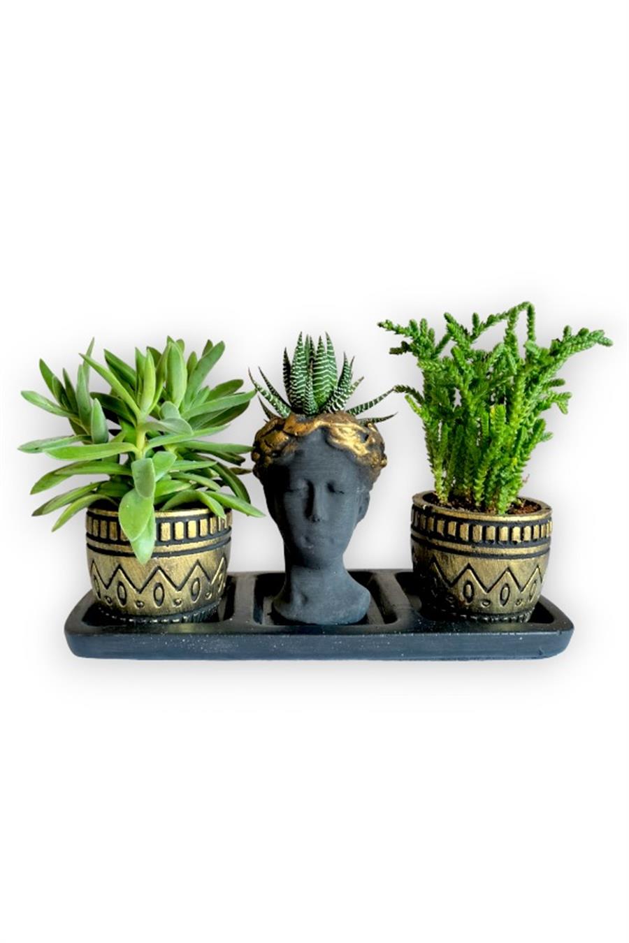 Haworthia & Sedum 3'lü Sukulent Seti | Helen Siyah & Gold Seri | 3'lü Sukulent Setleri