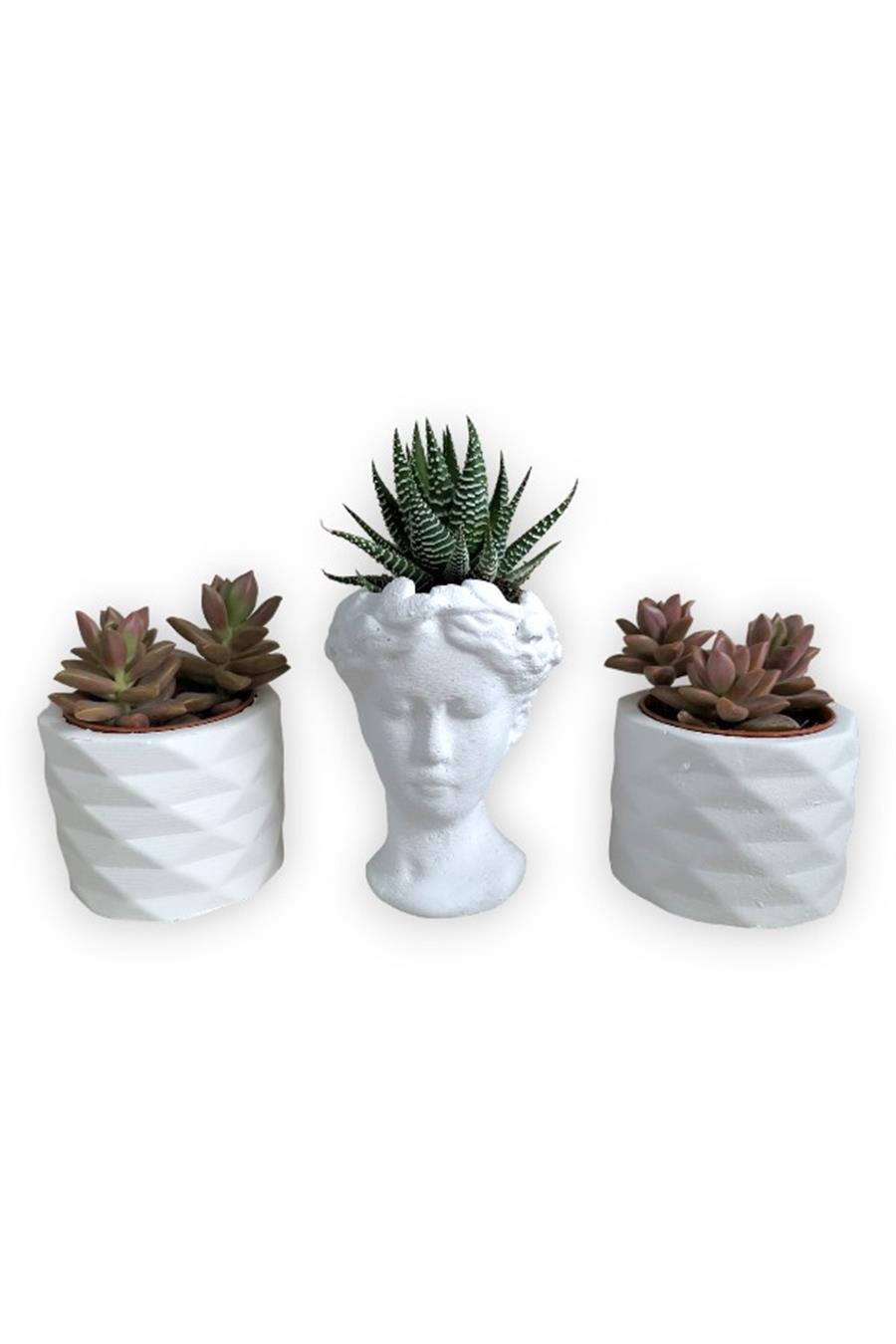 Haworthia & Sedum 3'lü Sukulent Seti | Helen Beyaz Seri | 3'lü Sukulent Setleri