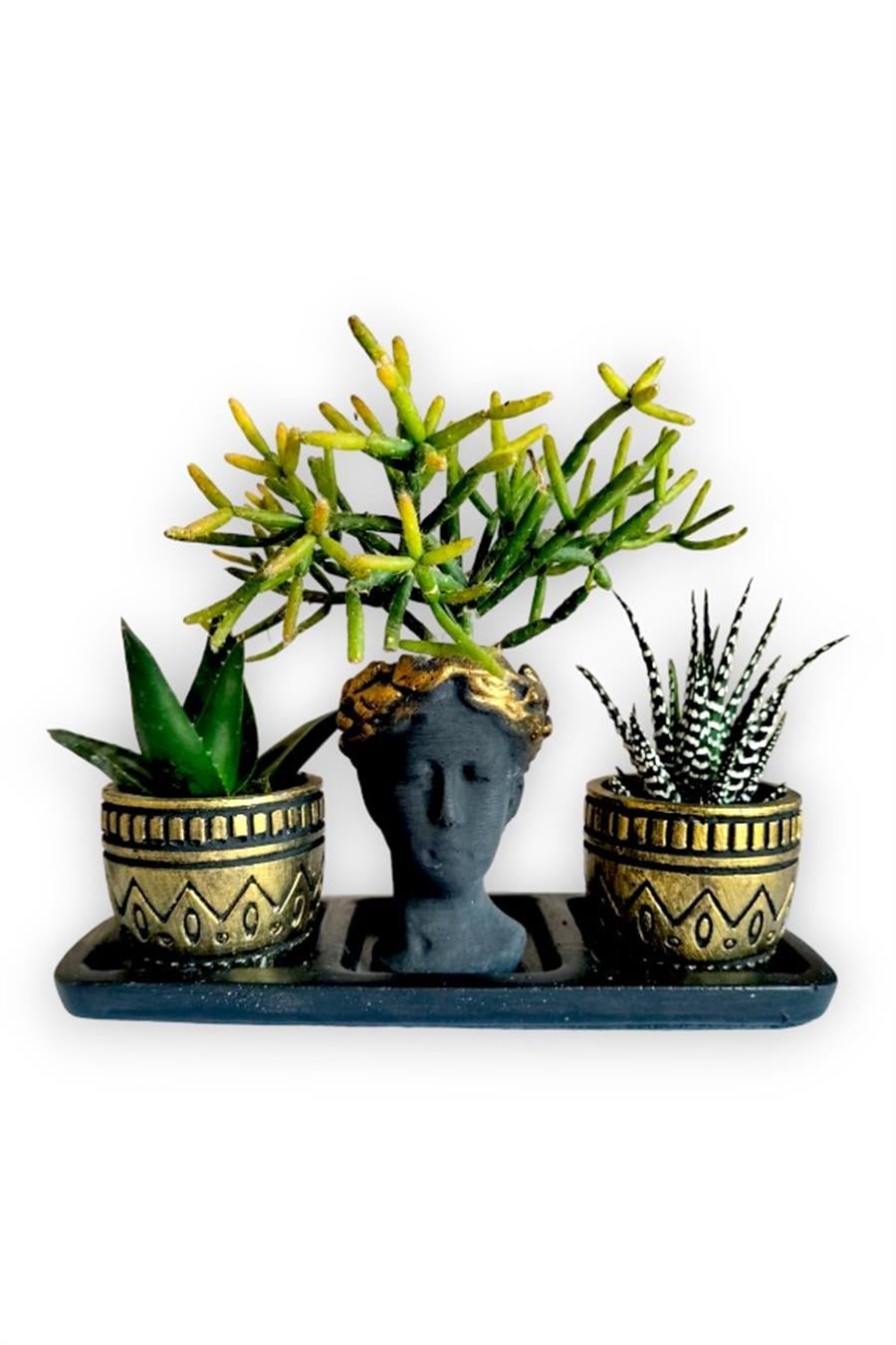 Haworthia Zebra & Haworthia & Rhipsalis  3'lü Sukulent Seti | Helen Siyah & Gold Seri | 3'lü Sukulent Setleri