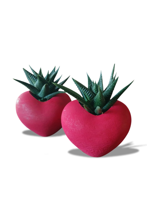 İkili Kalp Saksıda Sukulent - Sevgilier Günü ve Özel Günler | HAWORTHIA