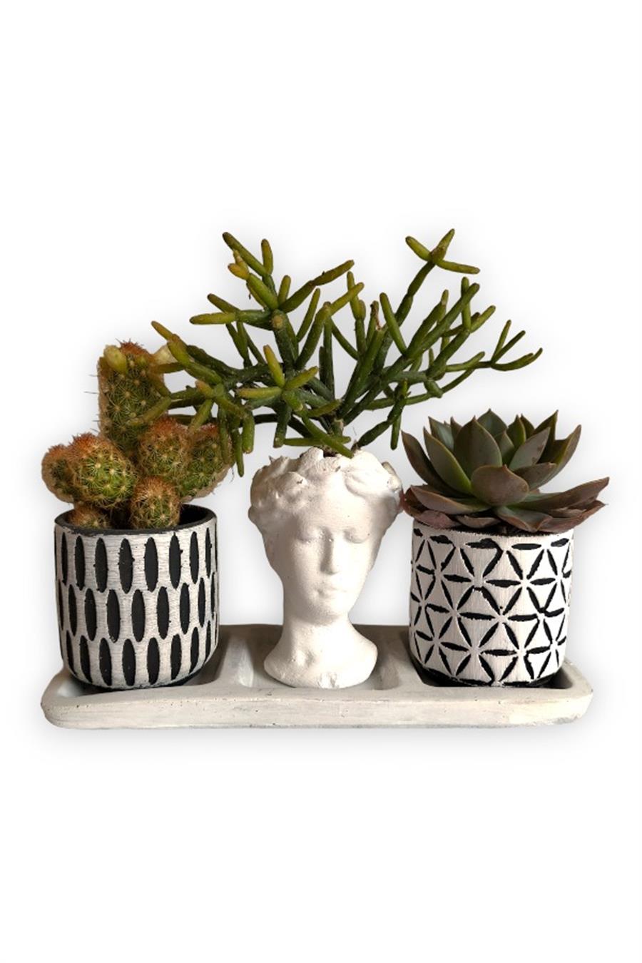 Kaktüs & Echeveria & Rhipsalis 3'lü Sukulent Seti | Helen Beyaz & Desenli Seri | 3'lü Sukulent Setleri
