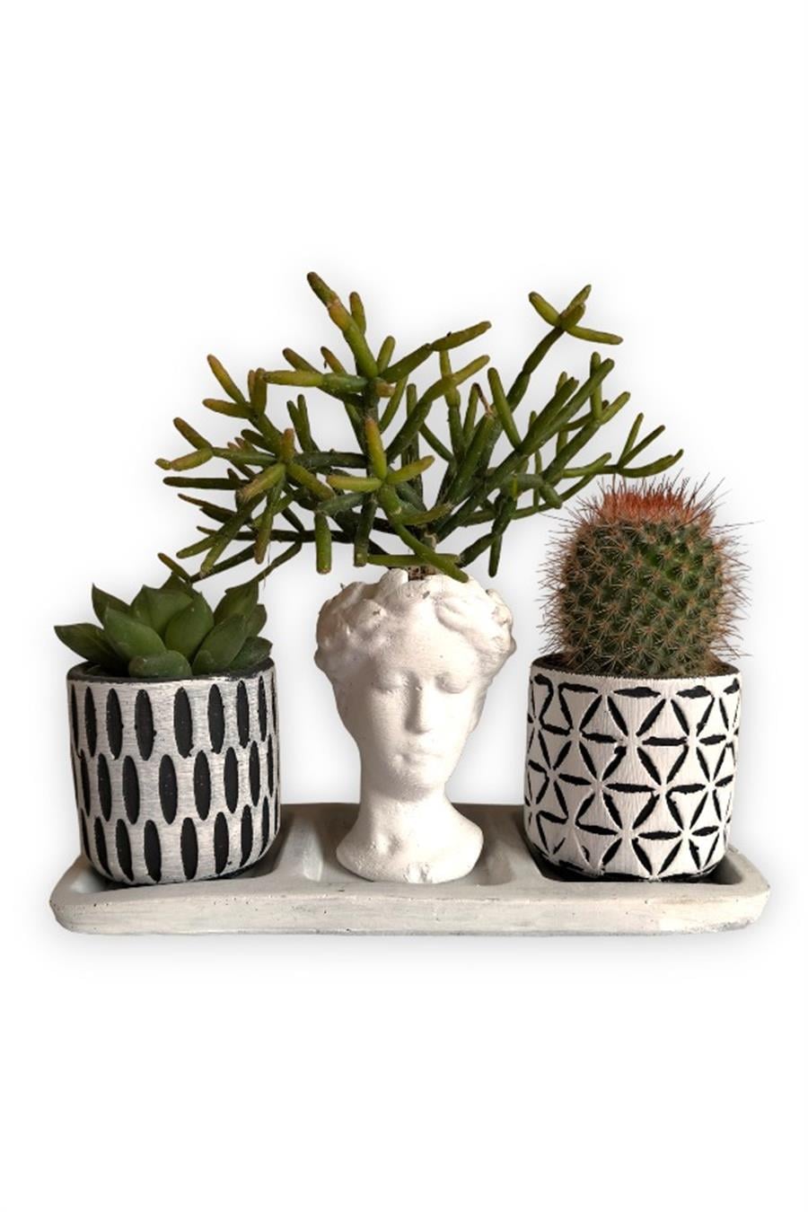 Kaktüs & Echeveria & Rhipsalis 3'lü Sukulent Seti | Helen Beyaz & Desenli Seri | 3'lü Sukulent Setleri