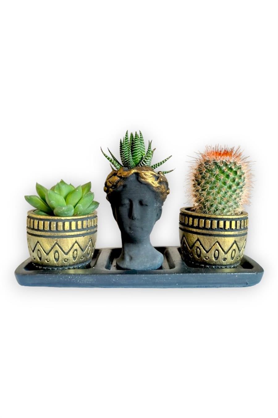 Kaktüs & Haworthia & Echeveria 3'lü Sukulent Seti | Helen Siyah & Gold Seri | 3'lü Sukulent Setleri