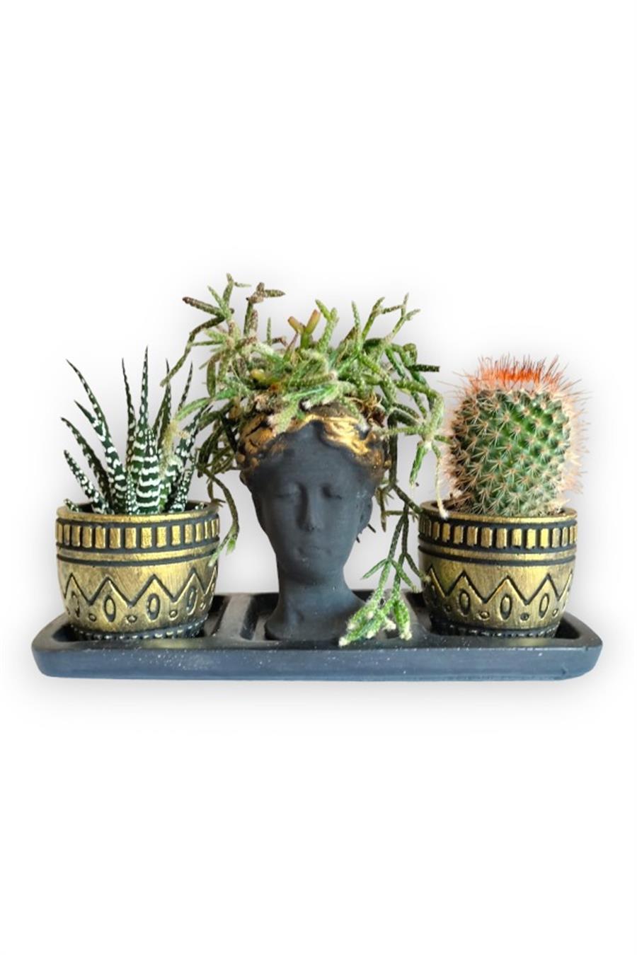 Kaktüs & Haworthia Zebra & Rhipsalis 3'lü Sukulent Seti | Helen Siyah & Gold Seri | 3'lü Sukulent Setleri
