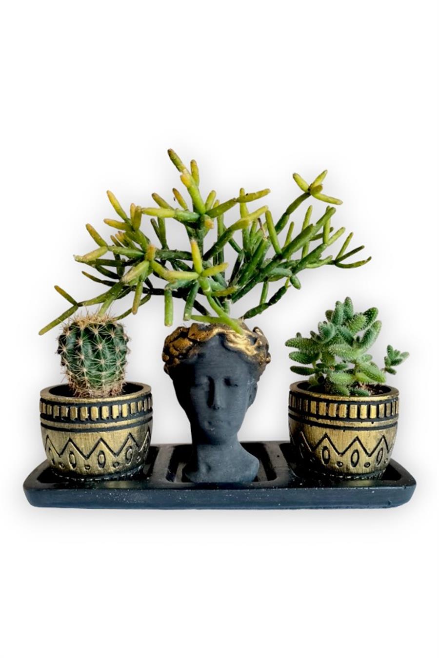 Kaktüs & Rhipsalis & Sedum 3'lü Sukulent Seti | Helen Siyah & Gold Seri | 3'lü Sukulent Setleri