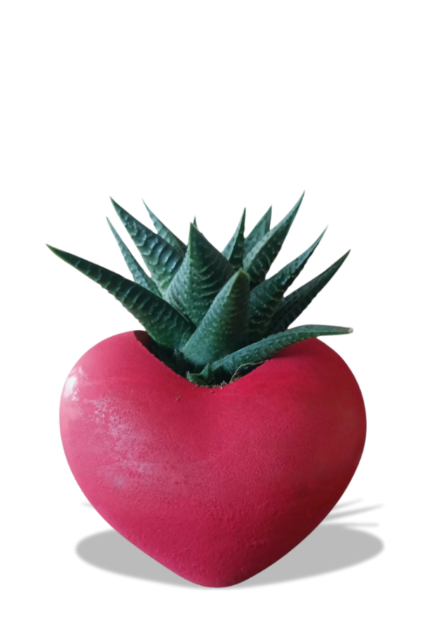 Kalp Saksıda Sukulent - Sevgilier Günü ve Özel Günler | HAWORTHIA