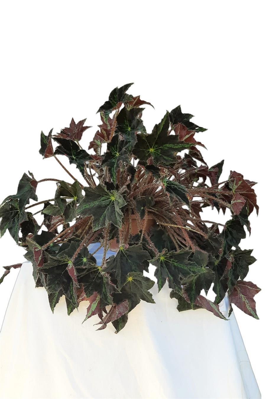 Kaplan Begonya Askılı Saksıda | Sarkan Salon Bitkileri