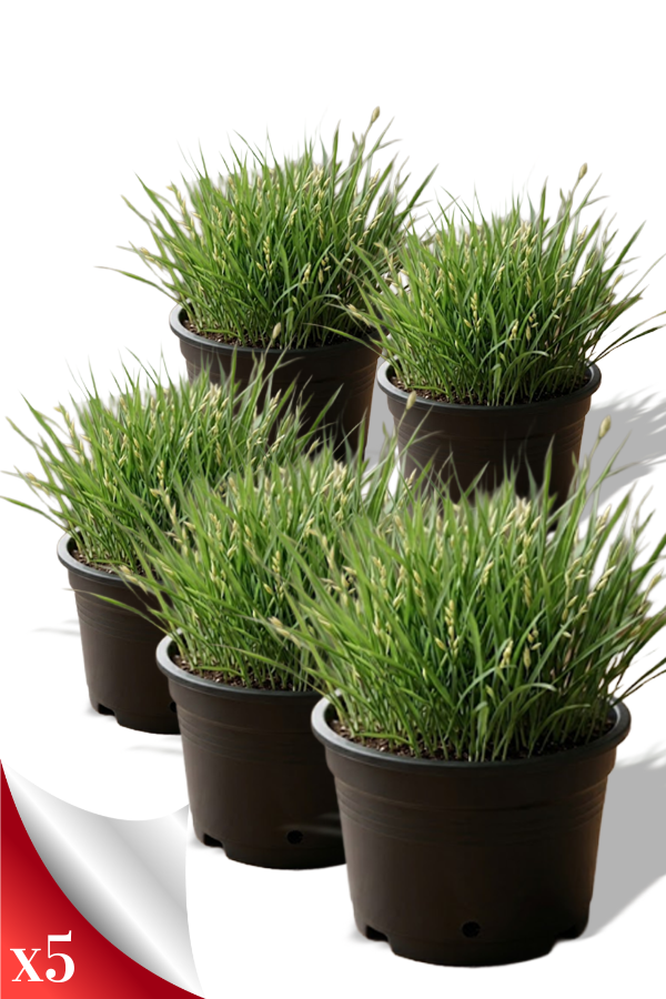 Kedi Çimi 5li set | YAPRAKLI SALON BİTKİLERİ