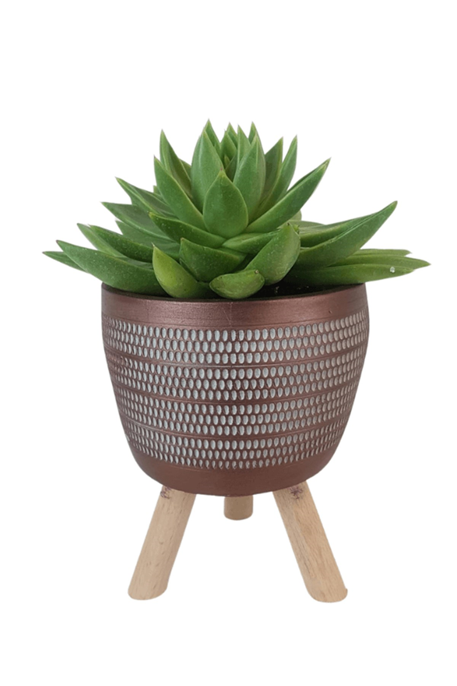 Kiremit Damla Saksıda Echeveria Agavoides | Sukulentler