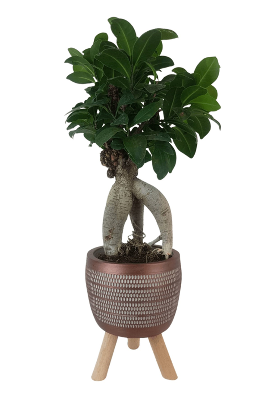 Kiremit Damla Saksıda Ficus Ginseng Bonsai | Diğerleri