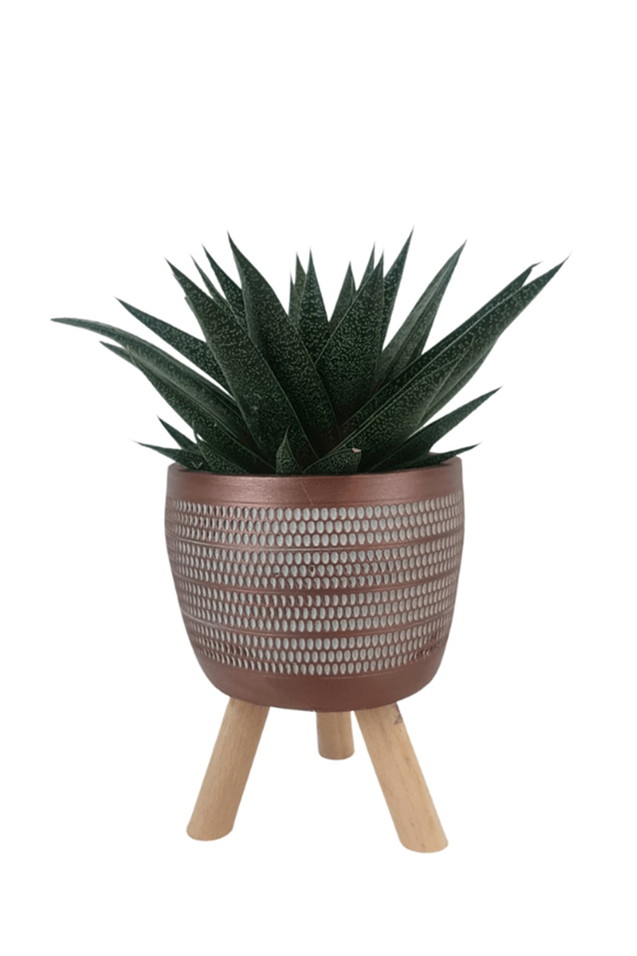 Kiremit Damla Saksıda Gasterworthia Royal Princes | Sukulentler