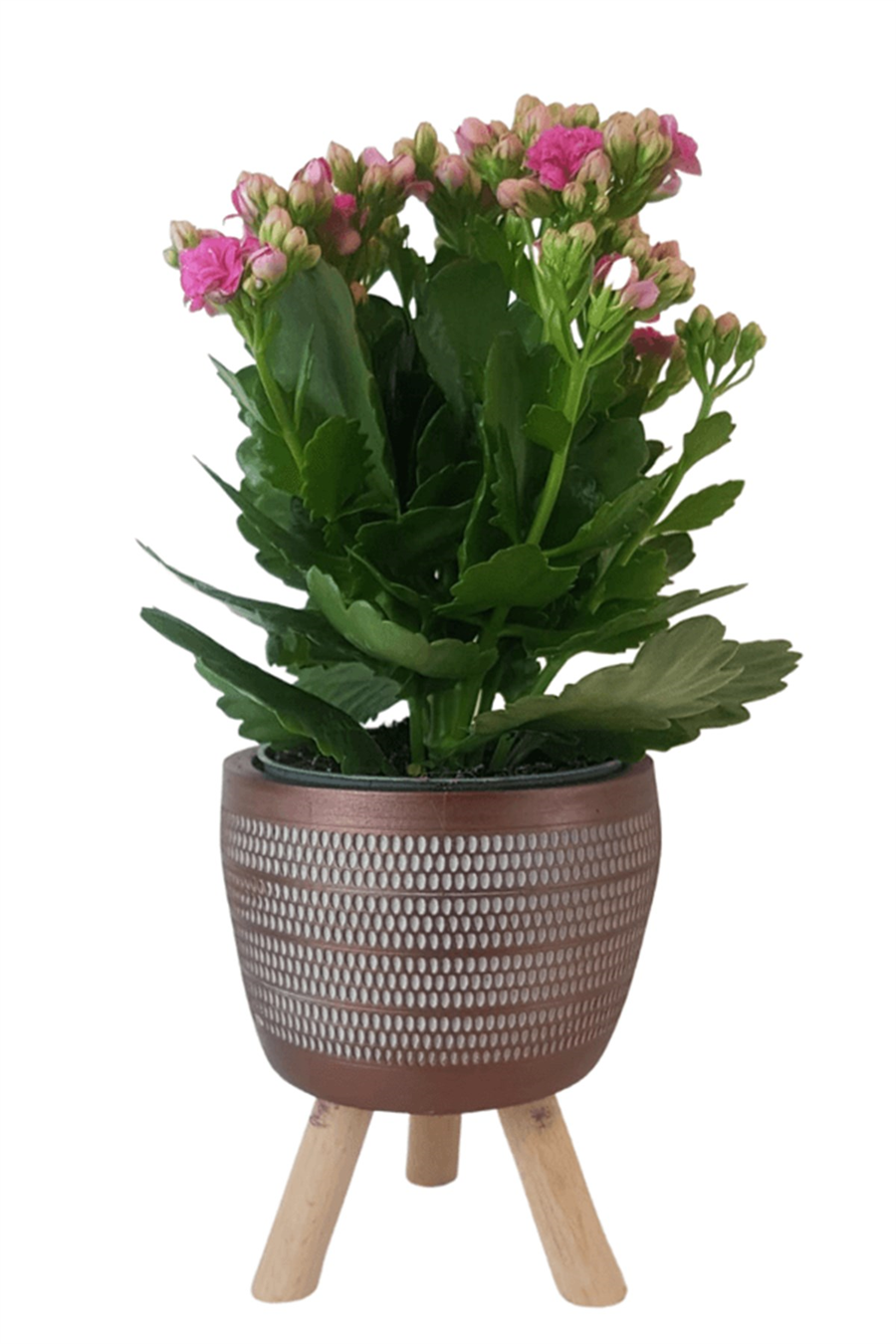 Kiremit Damla Saksıda Pembe Kalanchoe | Kalanchoe