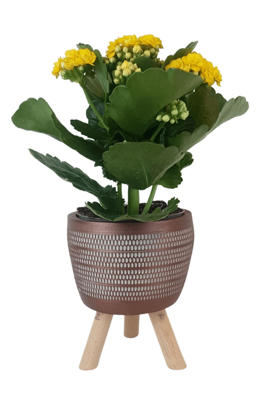 Kiremit Damla Saksıda Sarı Kalanchoe | Kalanchoe