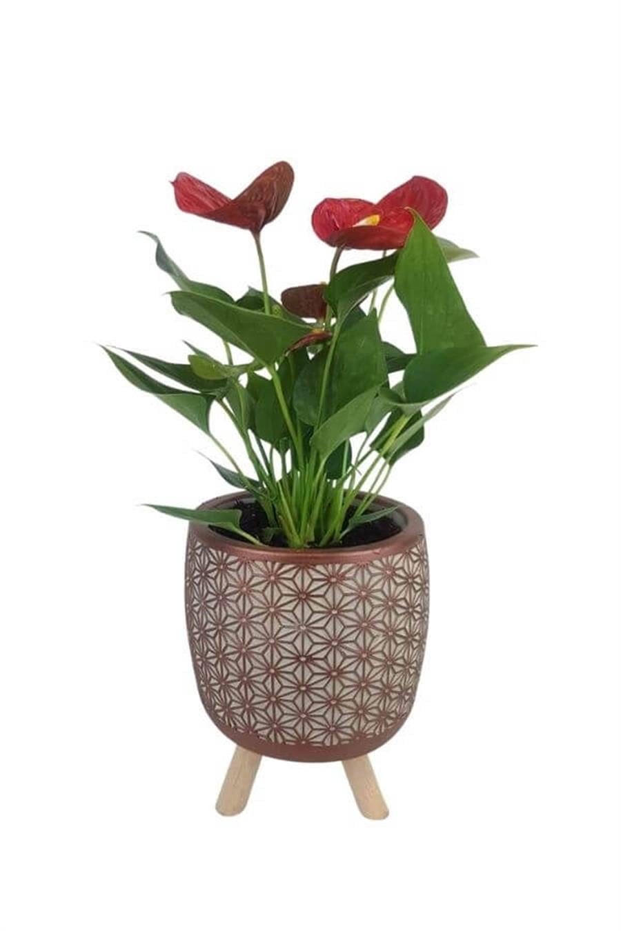 Kiremit Rengi Motif Desenli Saksıda Mini Anthorium | Anthorium