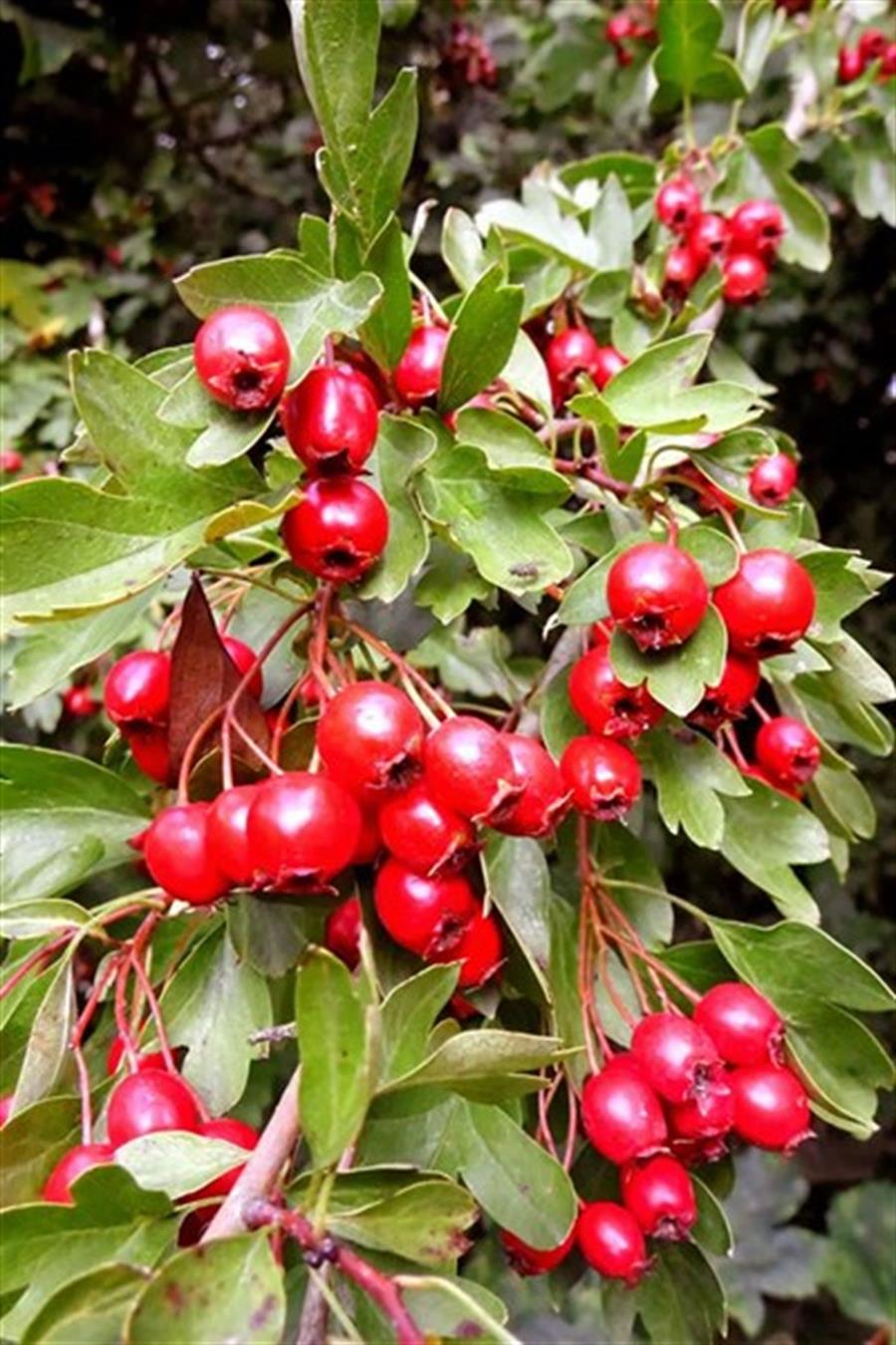Kırmızı Alıç  (Yemişen) Fidanı