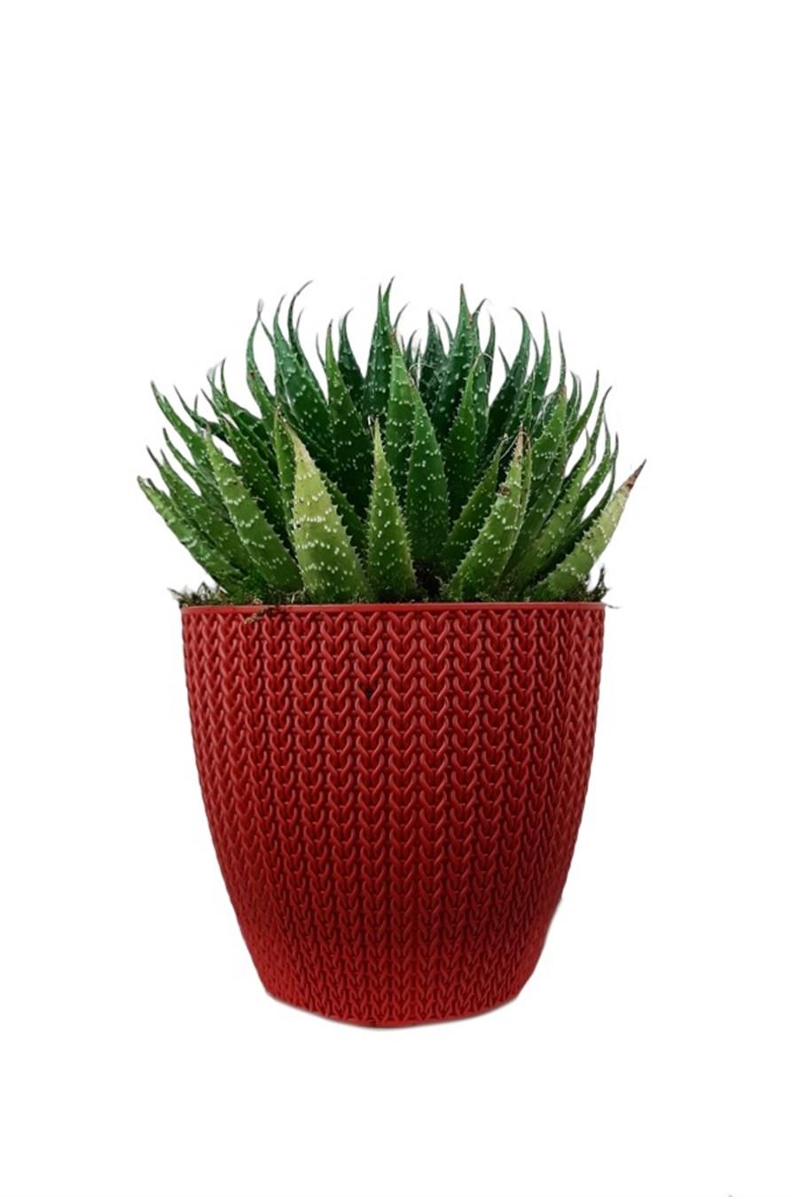 Kırmızı Sümela Saksıda Aloe Cristata | Aloe