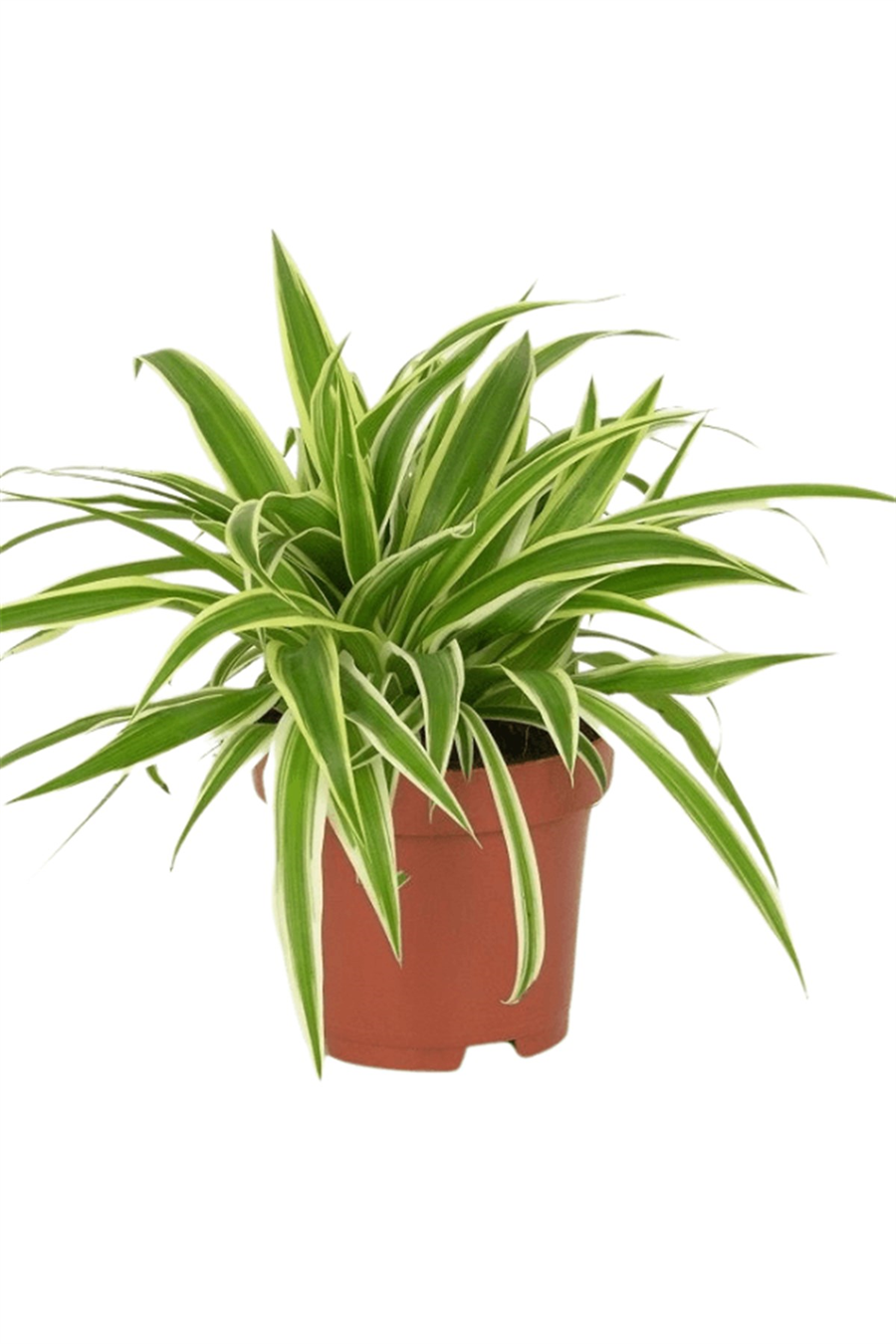 Kurdele Çiçeği (17 cm çap saksıda) | Yapraklı Salon Bitkileri