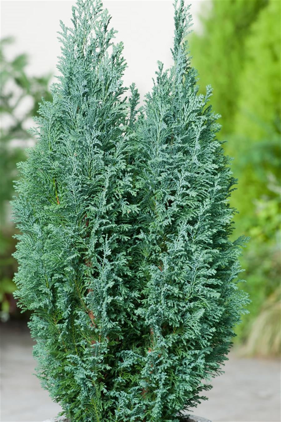 Xotinining eshagida qora tanli