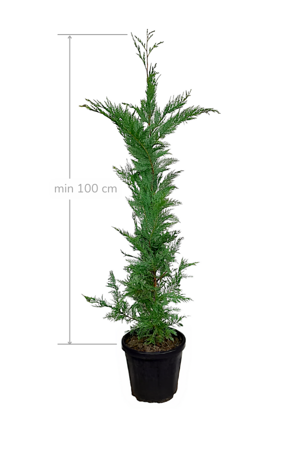 Melez Servi Leylandi Fidanı 100 cm | SERVİ